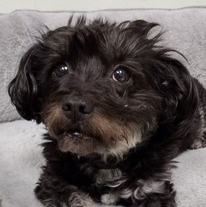 Meet your Posher, Nancy